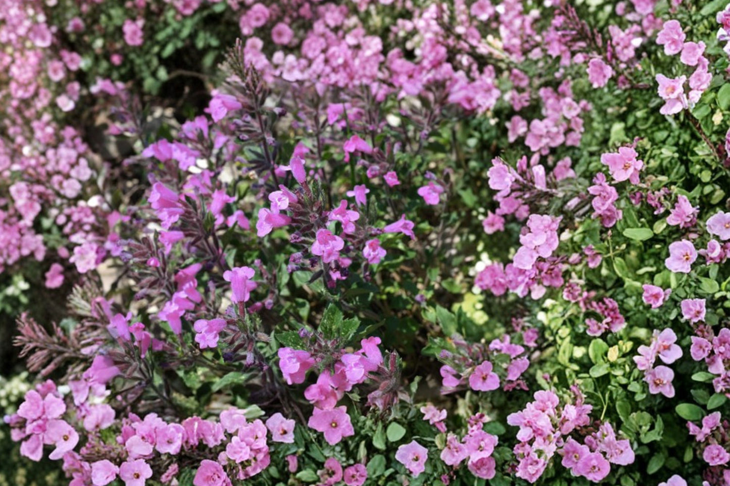 Elfin Purple Calamint Live Plant | Calamintha grandiflora 'Elfin Purple' | Fragrant Pollinator Perennial Herb