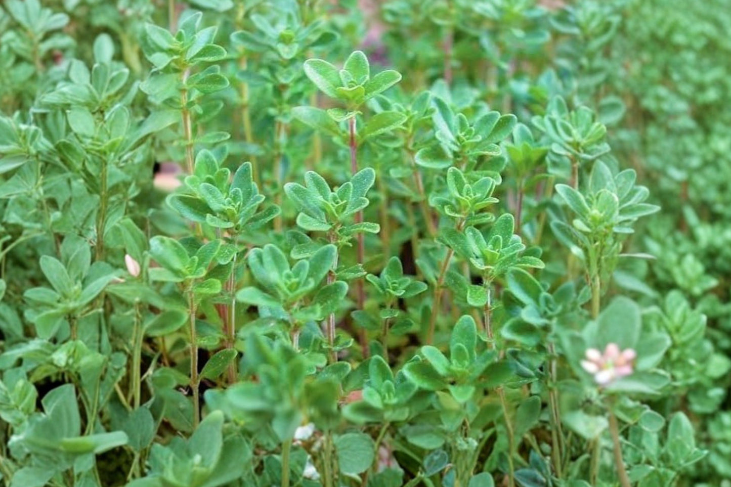 Broadleaf English Thyme Live Plant | Thymus vulgaris | Fragrant Culinary Herb Evergreen Perennial