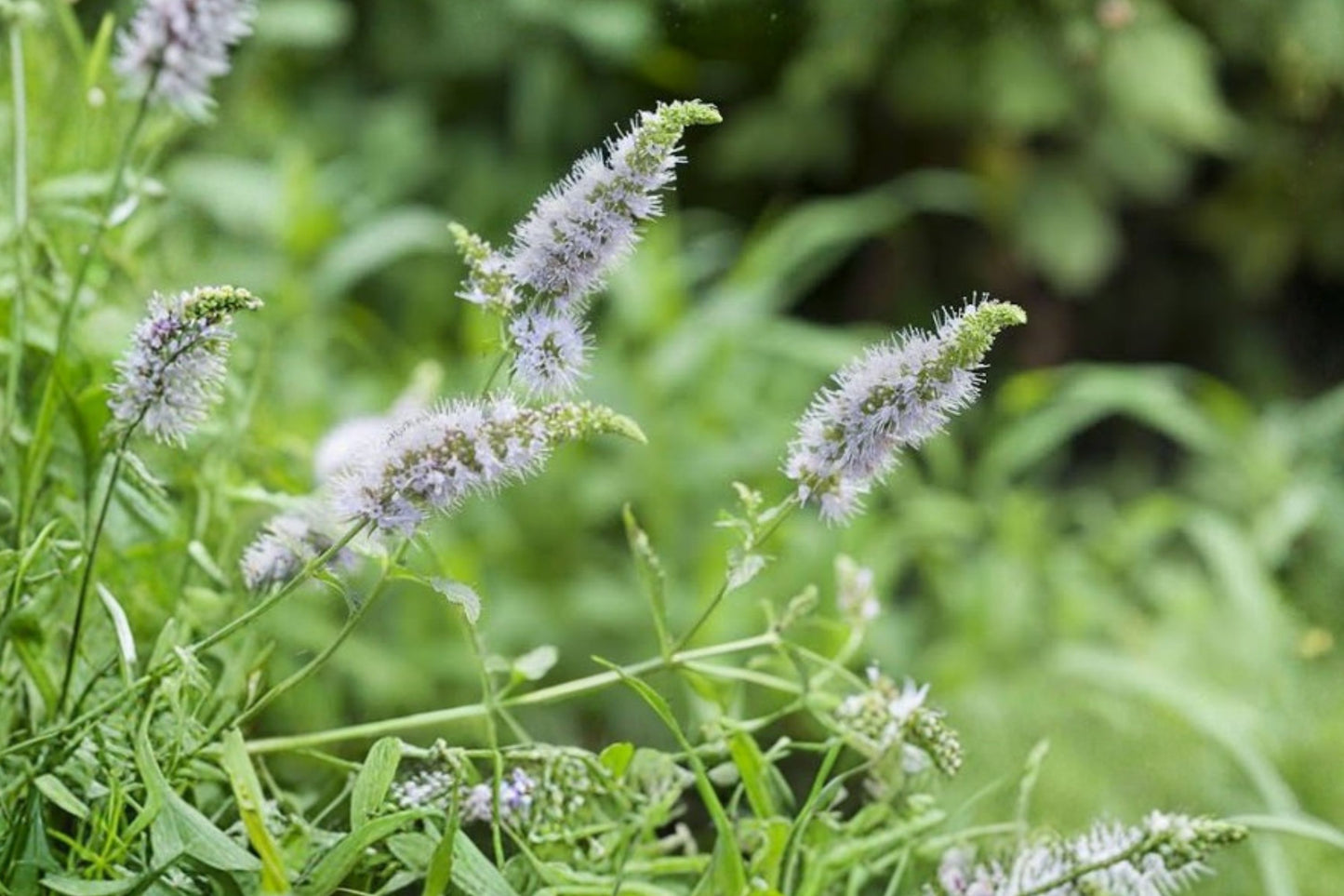 Mint of Israel Live Plant | Mentha spicata | Fragrant Spearmint Culinary Herb Perennial Starter Plant