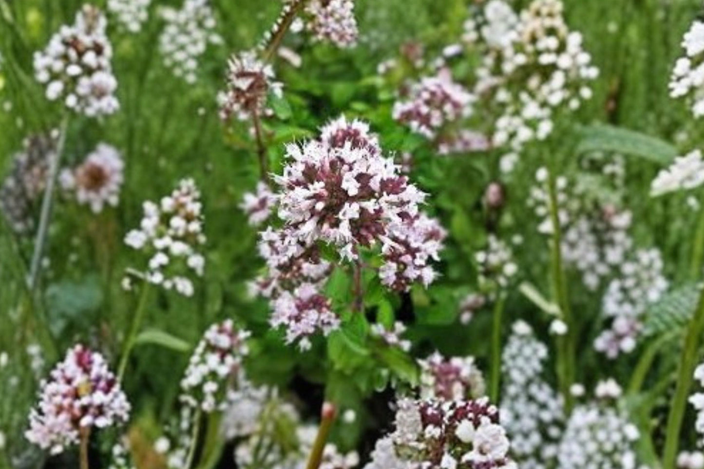 Cretan Pot Marjoram Live Plant | Origanum onites | Fragrant Culinary Oregano Herb Starter Plant
