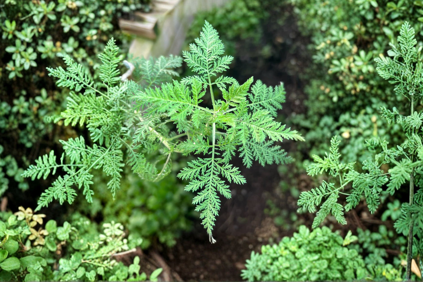 African Wormwood Live Plant | Artemisia afra | Fragrant Medicinal Herb Silver Foliage Perennial Starter Plant
