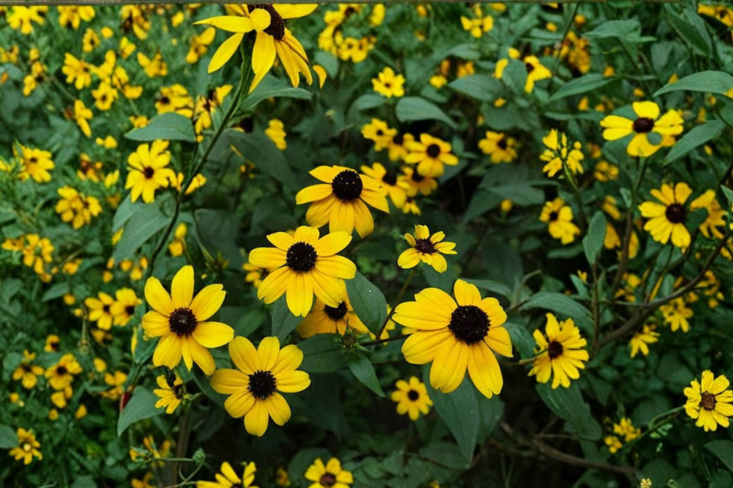 Filou Brown Eyed Susan Live Plant | Rudbeckia triloba 'Filou' | Native Pollinator Perennial Yellow Flowers