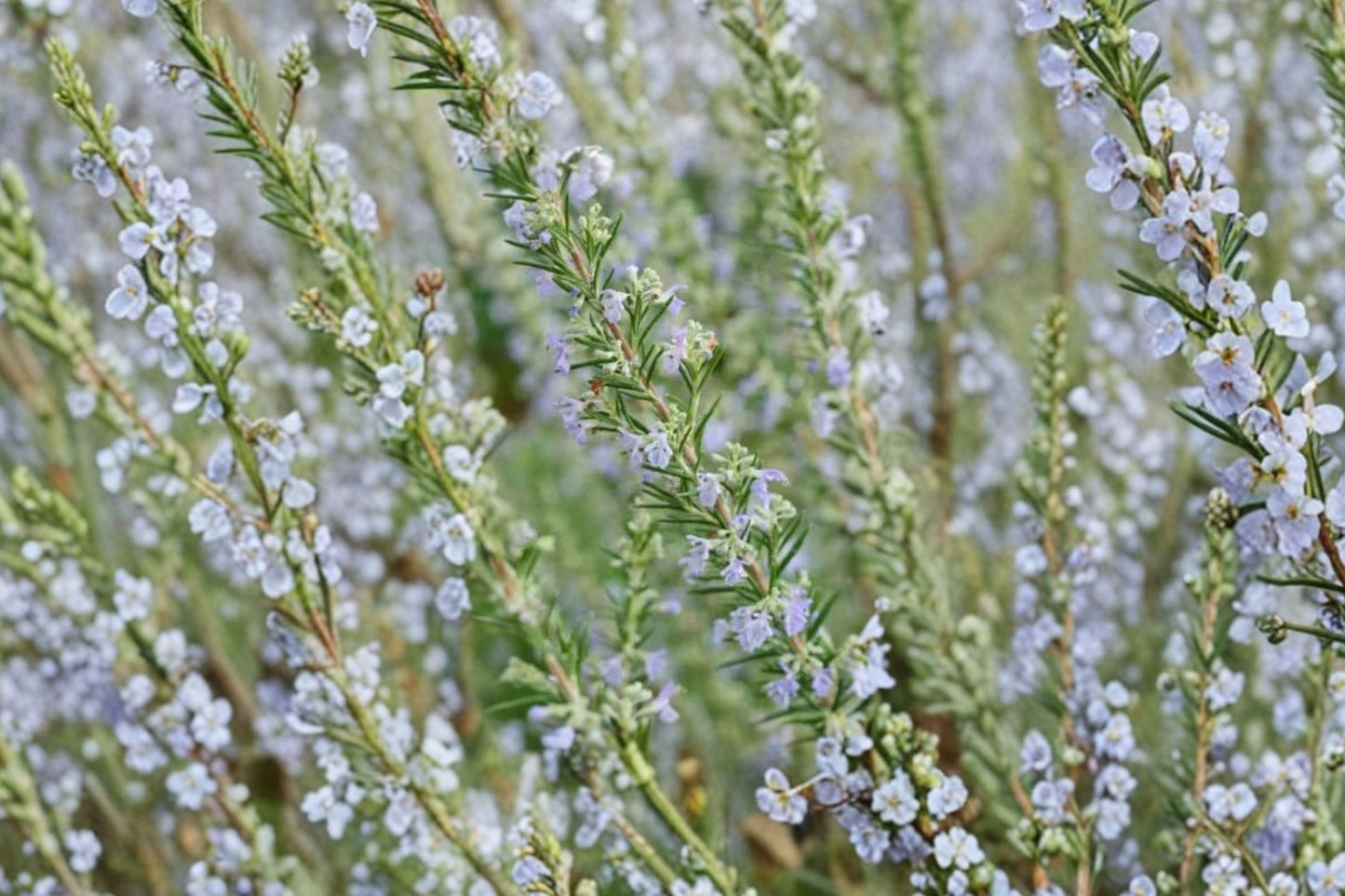 Spanish Spreading Rosemary Live Plant | Salvia rosmarinus 'Spanish Spreading' | Fragrant Culinary Herb Evergreen