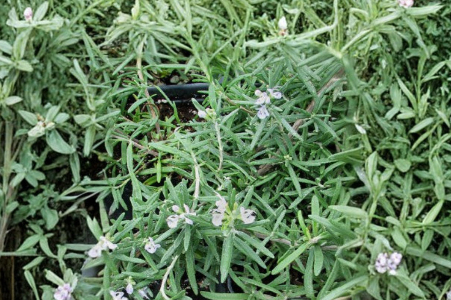 Mrs. Howard's Creeping Rosemary Live Plant | Salvia rosmarinus 'Mrs. Howard's Creeping' | Trailing Culinary Herb