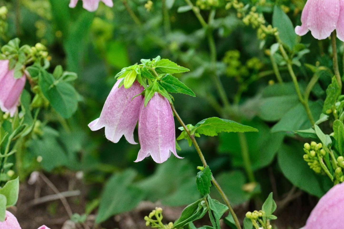 White Pink Spotted Bellflower Live Plant | Campanula punctata | Pollinator Perennial Bellflower Starter Plant