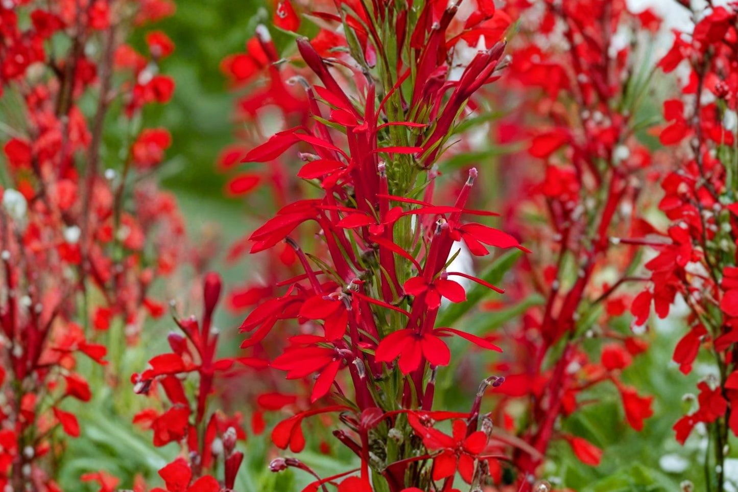 Cardinal Flower Live Plant | Lobelia cardinalis | Native Red Hummingbird Pollinator Perennial