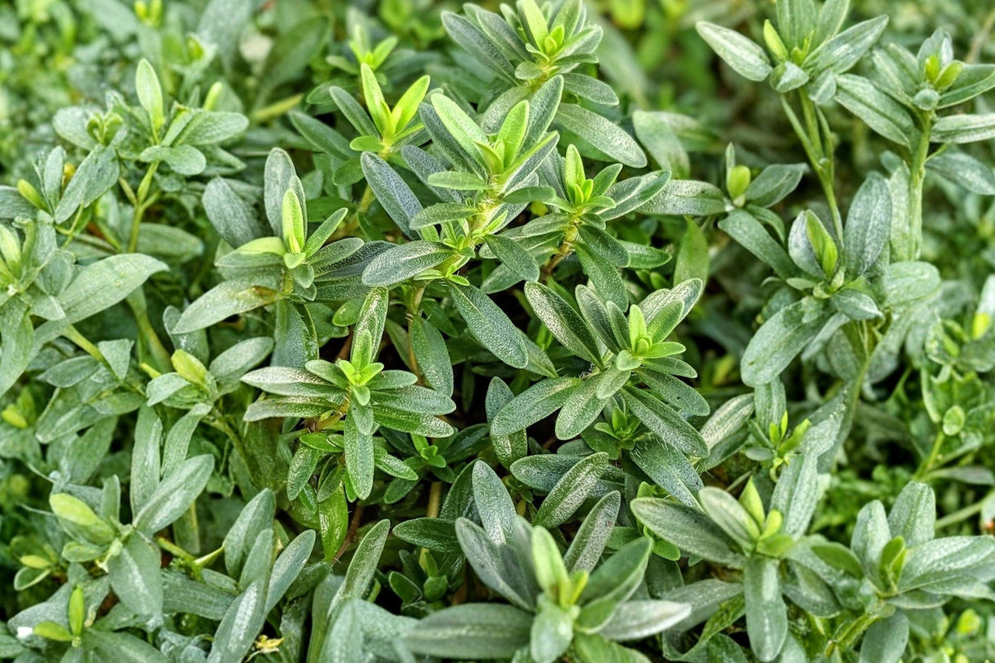 Lemon Winter Savory Live Plant | Satureja montana 'Lemon' | Fragrant Culinary Herb Evergreen Perennial