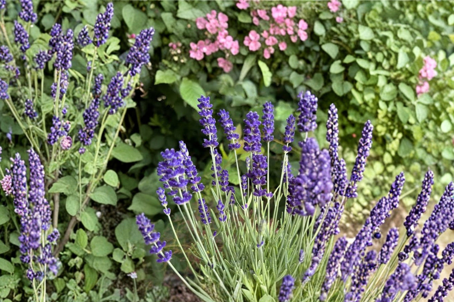 BeeZee® Dark Blue English Lavender Live Plant | Lavandula angustifolia | Fragrant Pollinator Perennial Herb