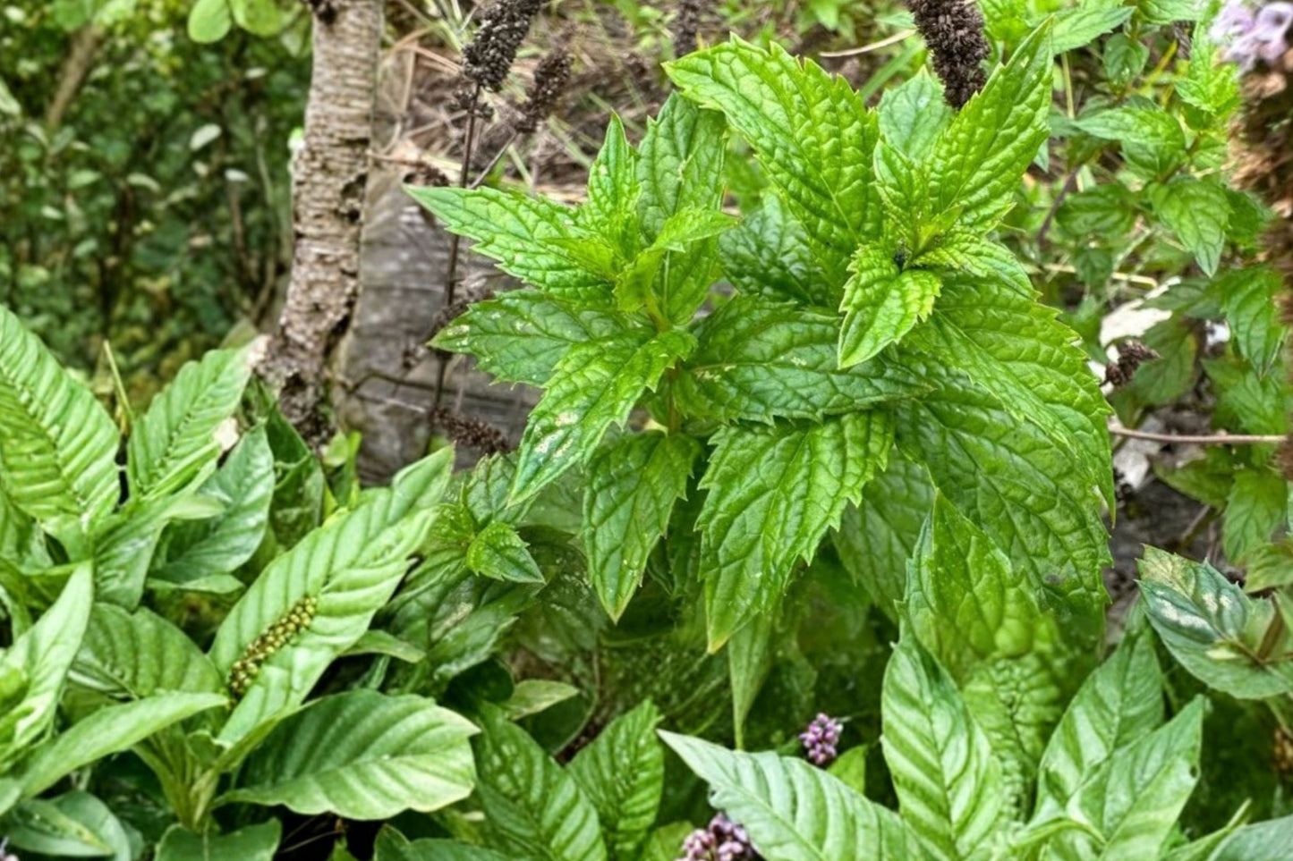 English Mint Live Plant | Mentha | Fragrant Culinary Herb Starter Plant for Tea, Cooking & Cocktails
