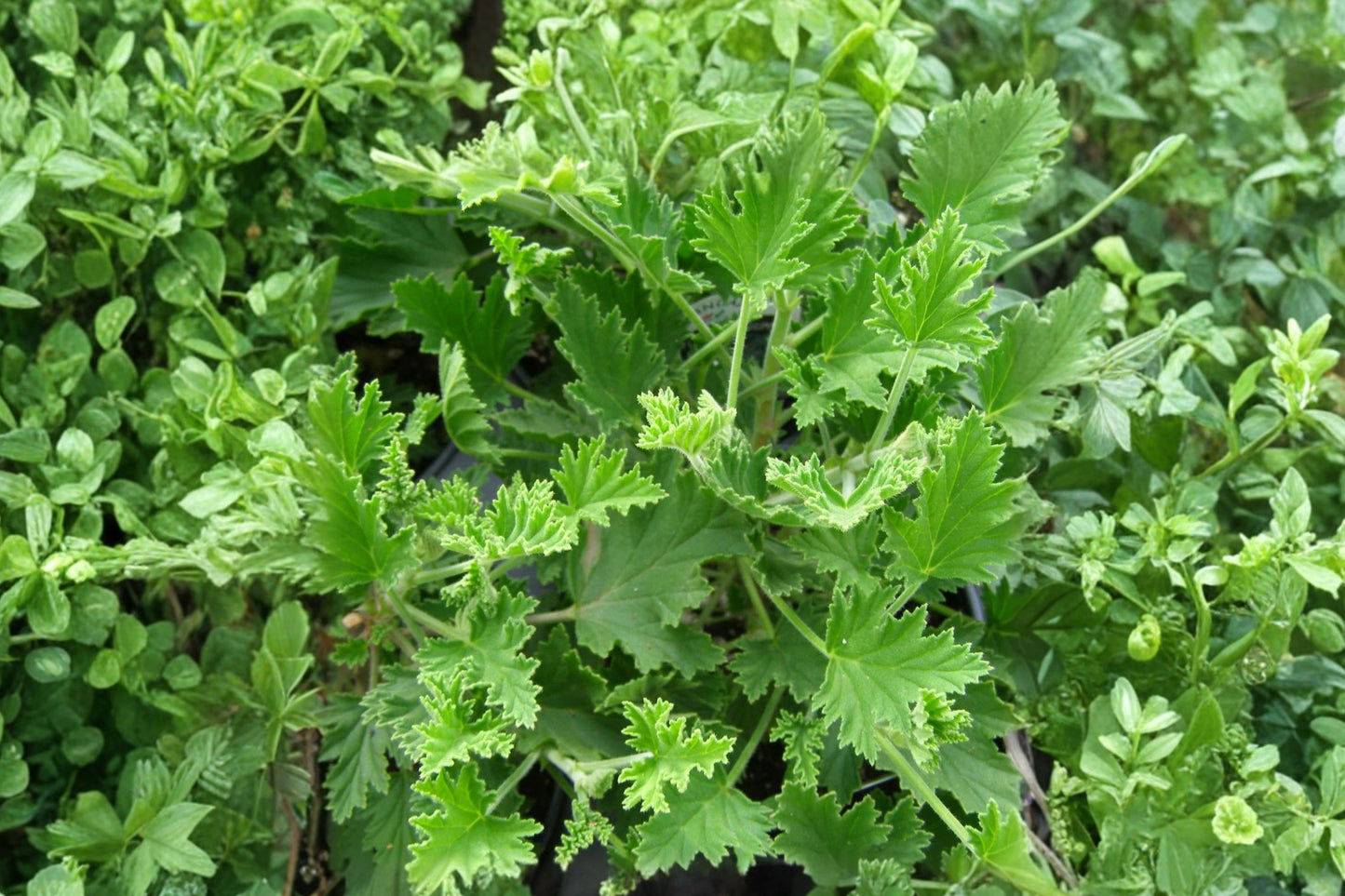 Aroma Citrus Scented Geranium Live Plant | Pelargonium 'Aroma Citrus' | Fragrant Citrus Herb Starter Plant