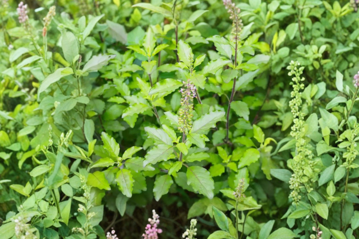 Holy Basil Tulsi Live Plant | Ocimum tenuiflorum | Sacred Basil Aromatic Culinary & Herbal Starter Plant