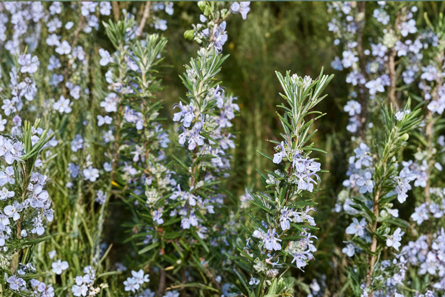 Irene Rosemary Live Plant | Salvia rosmarinus 'Irene' | Trailing Culinary Herb Evergreen Starter Plant