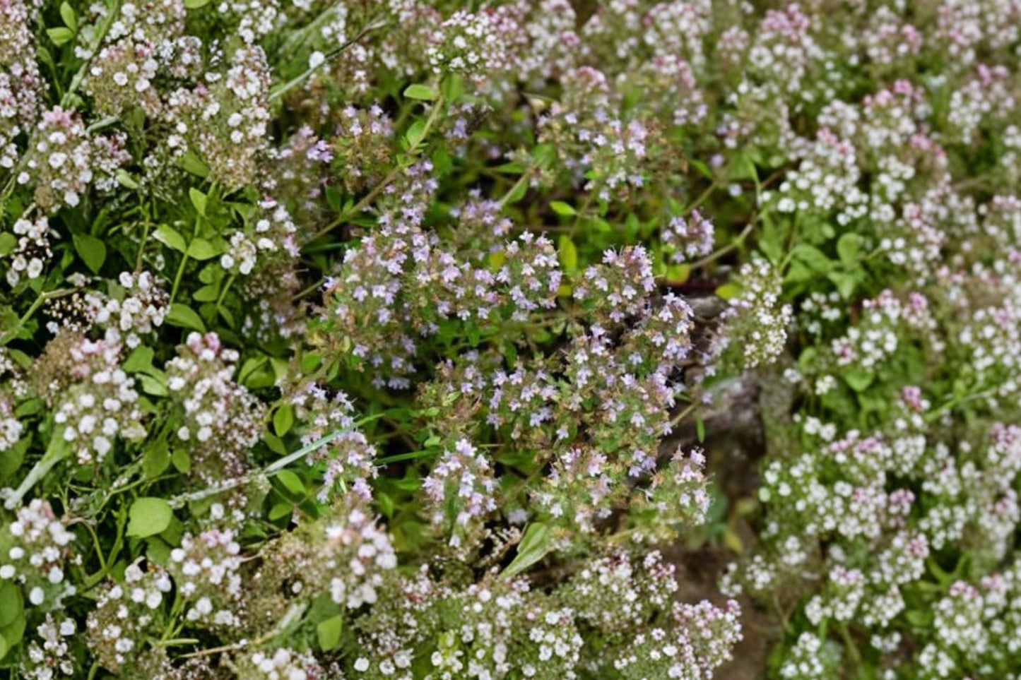 Nitens Thyme Live Plant | Thymus nitens | Fragrant Culinary Herb Ground Cover Perennial Starter Plant