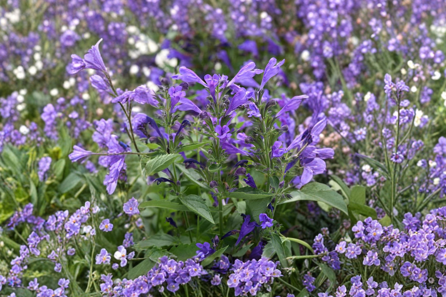 Prelude Purple Catmint Live Plant | Nepeta 'Prelude Purple' | Fragrant Pollinator Perennial Lavender Flowers
