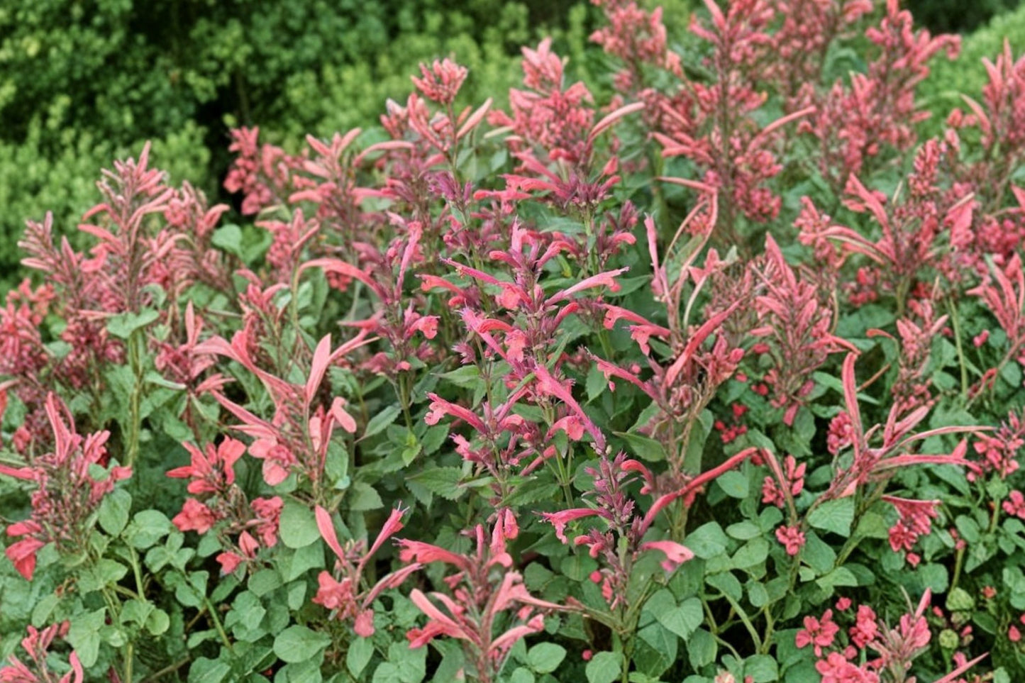 Summerlong Coral Agastache Live Plant | Agastache 'Summerlong Coral' | Hummingbird Mint Pollinator Perennial