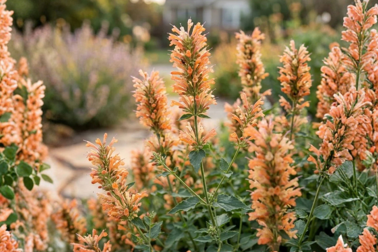 Summerlong Peach Agastache Live Plant | Agastache 'Summerlong Peach' | Hummingbird Mint Pollinator Perennial