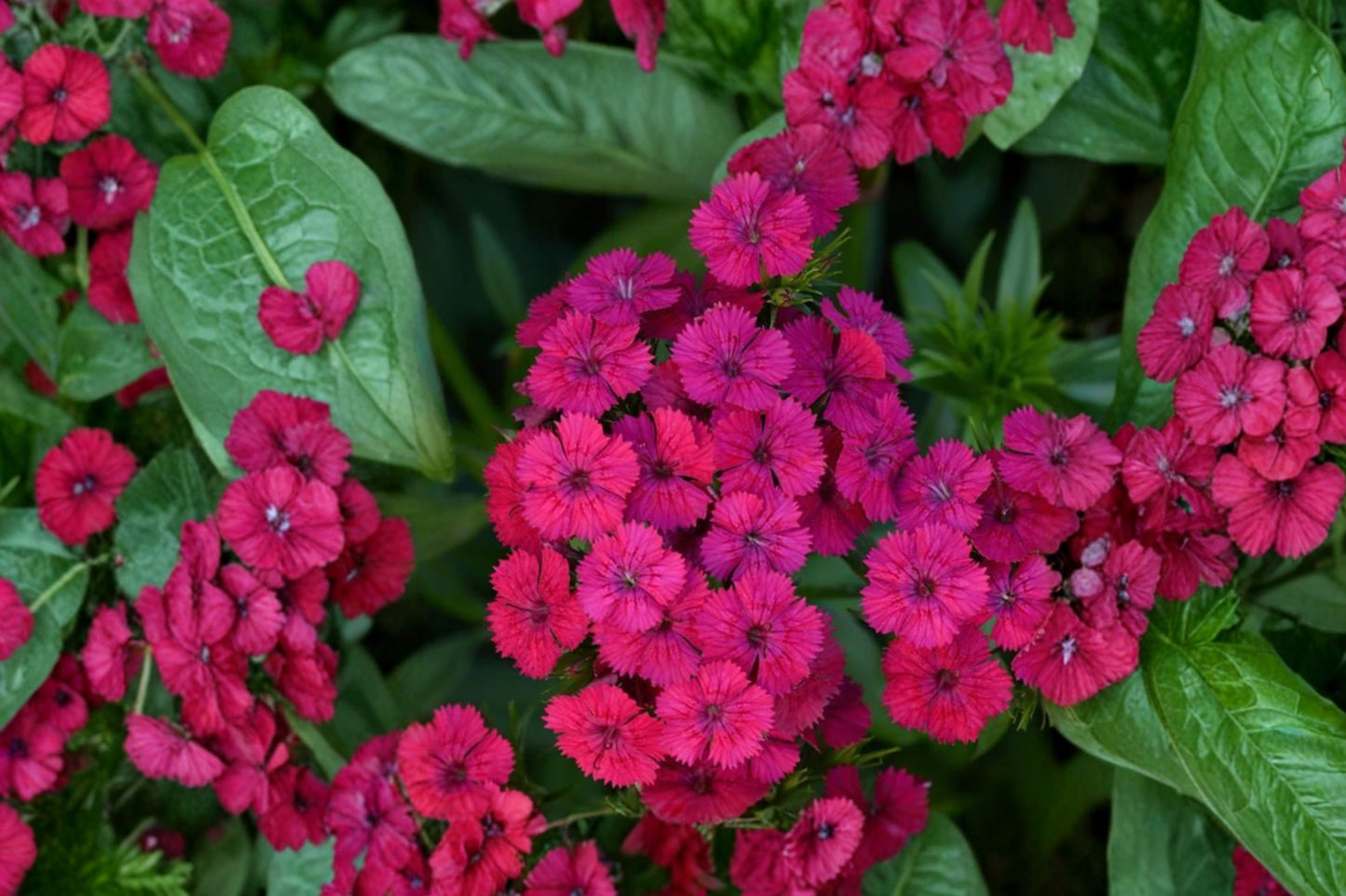 Jolt Cherry Dianthus Live Plant | Dianthus 'Jolt Cherry' | Bright Red Pink Flowers Pollinator Perennial