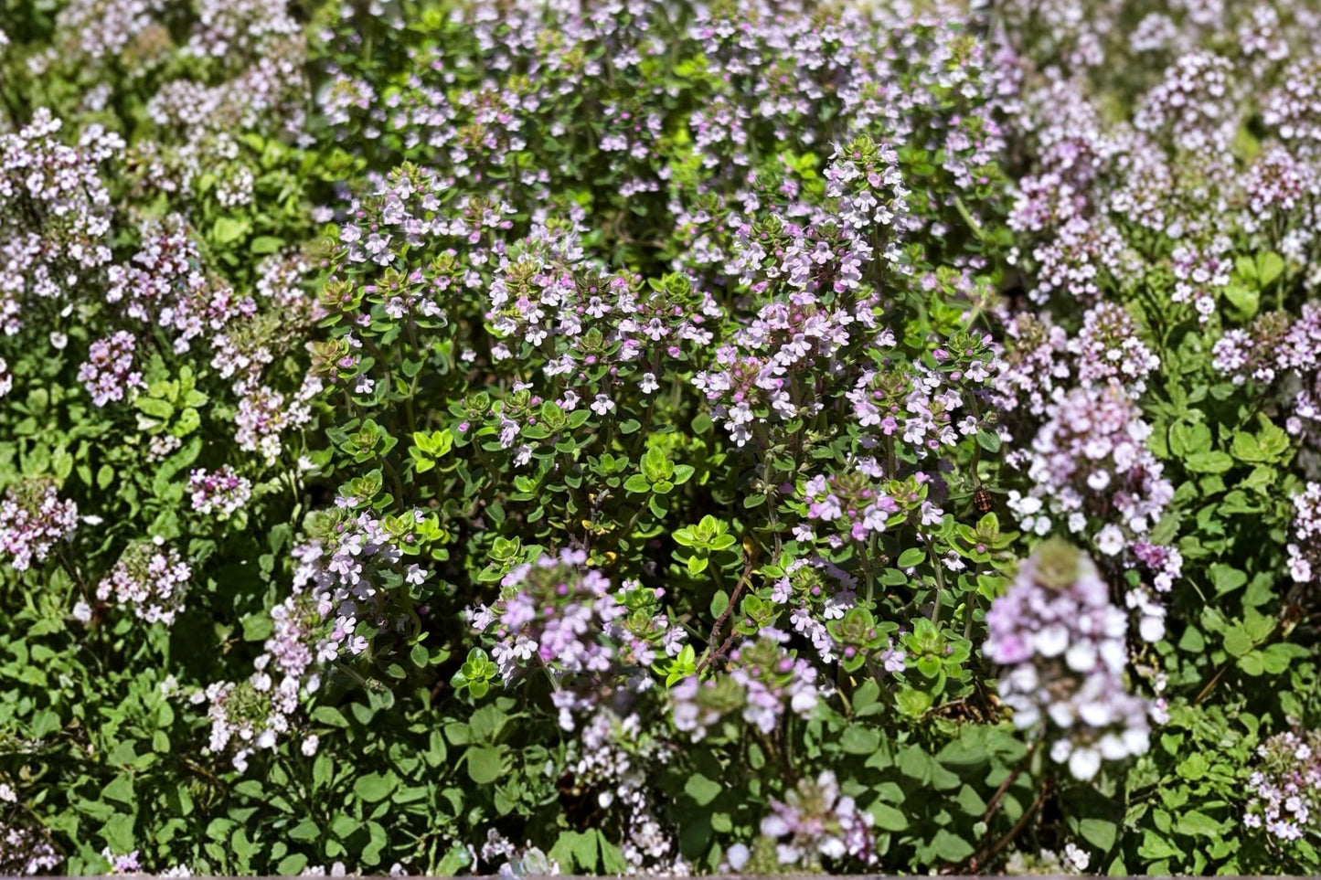 Pinewood Thyme Live Plant | Thymus 'Pinewood' | Fragrant Culinary Herb Evergreen Ground Cover Starter Plant