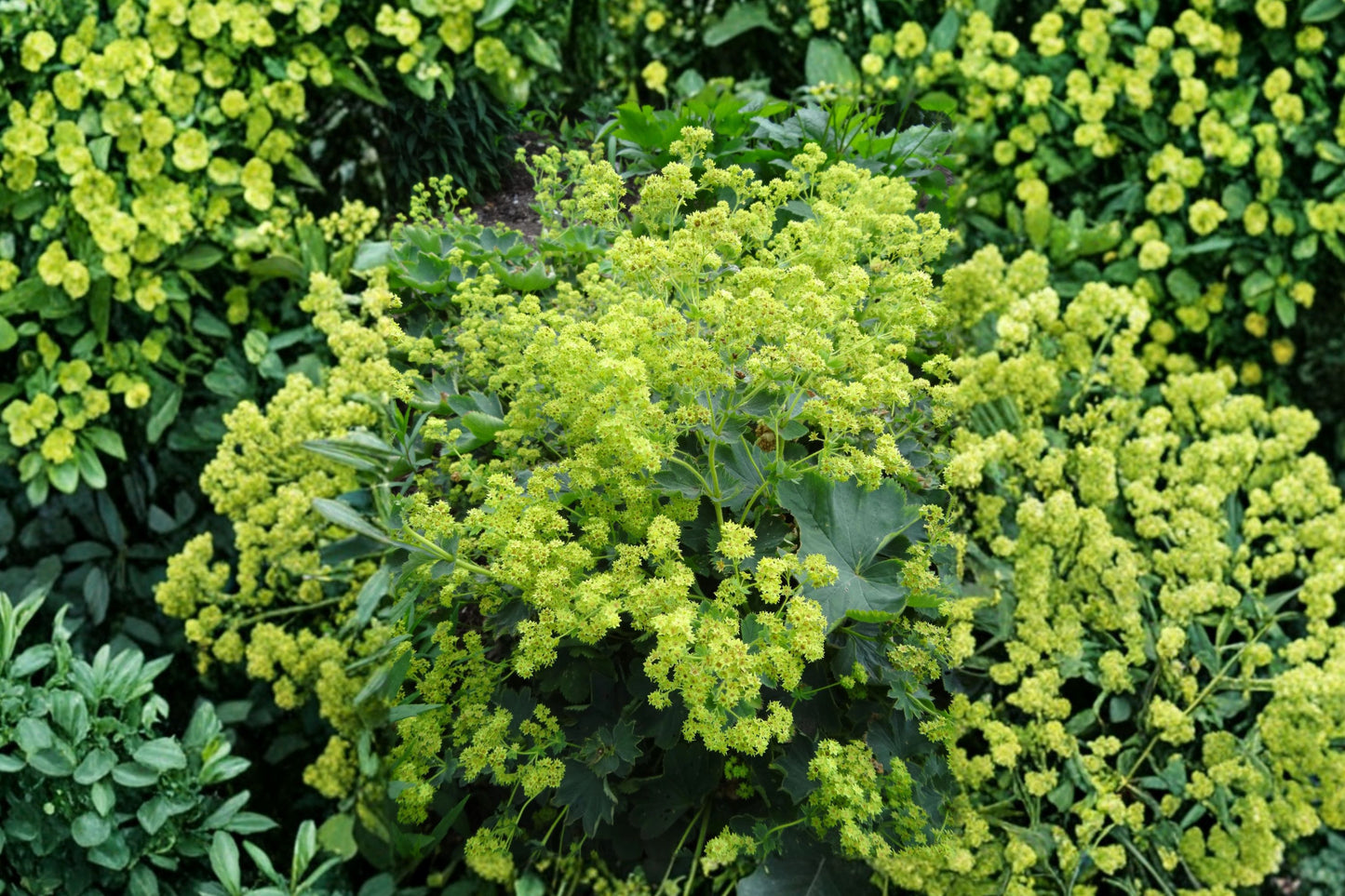 Gold Strike Lady's Mantle Live Plant | Alchemilla 'Gold Strike' | Chartreuse Flowers Pollinator Perennial