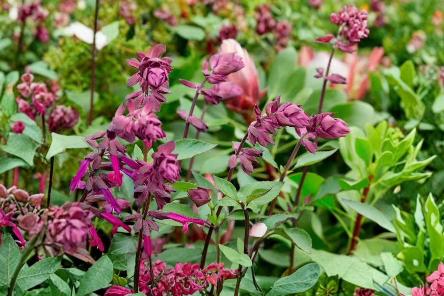 Love and Wishes Salvia Live Plant | Salvia 'Love and Wishes' | Hummingbird Sage Purple Flowers Pollinator Plant
