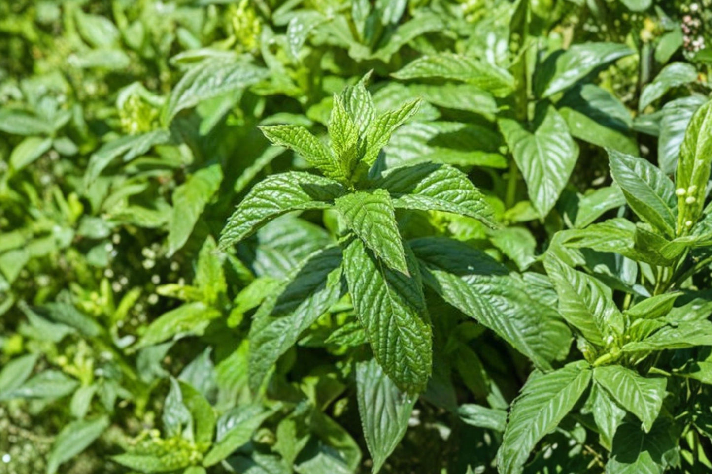 Horse Mint Live Plant | Mentha longifolia | Silver Mint Fragrant Culinary Herb Starter Plant