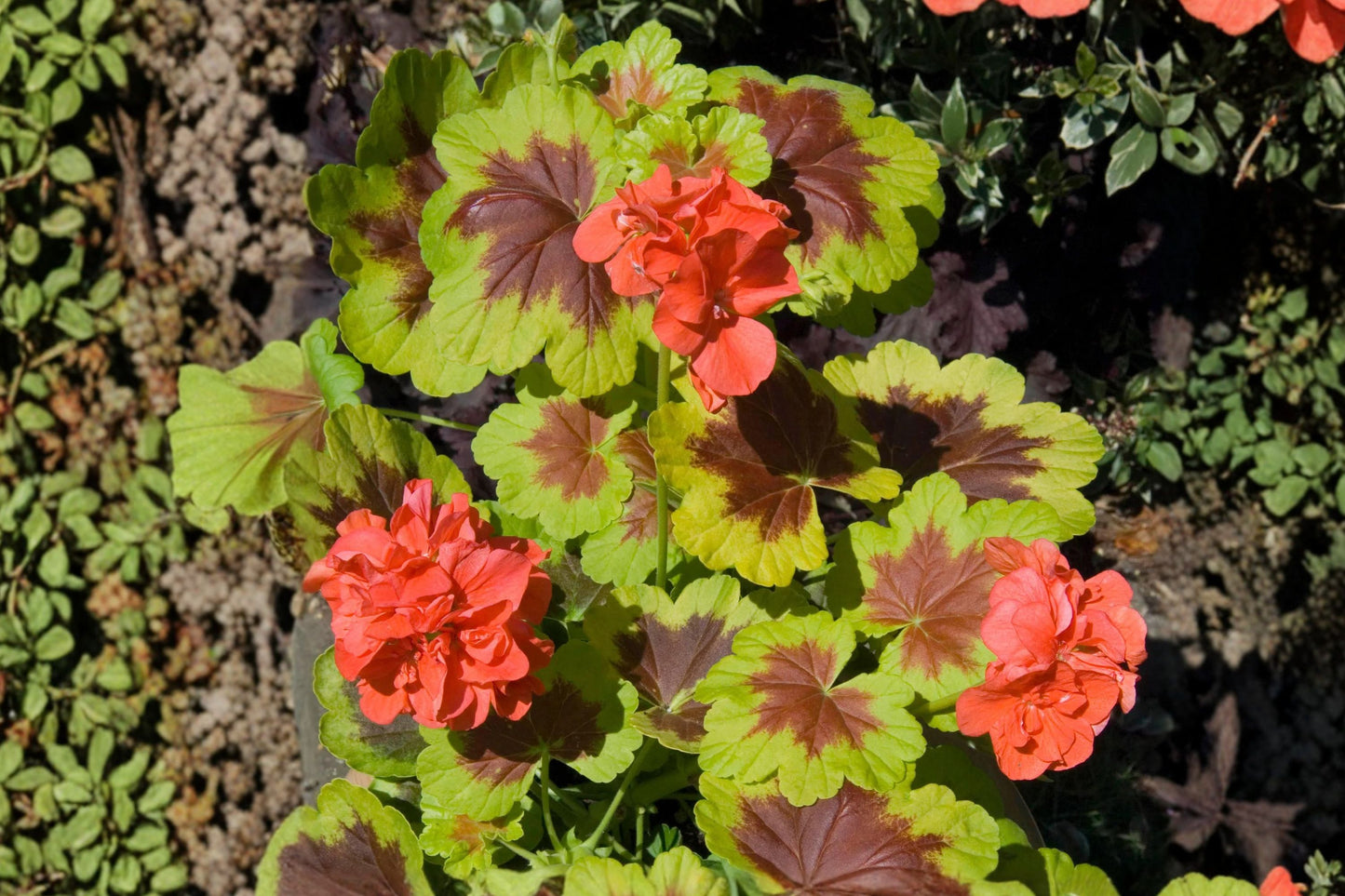 Occold Shield Hardy Geranium Live Plant | Geranium 'Occold Shield' | Bronze Foliage Pink Flowers Perennial