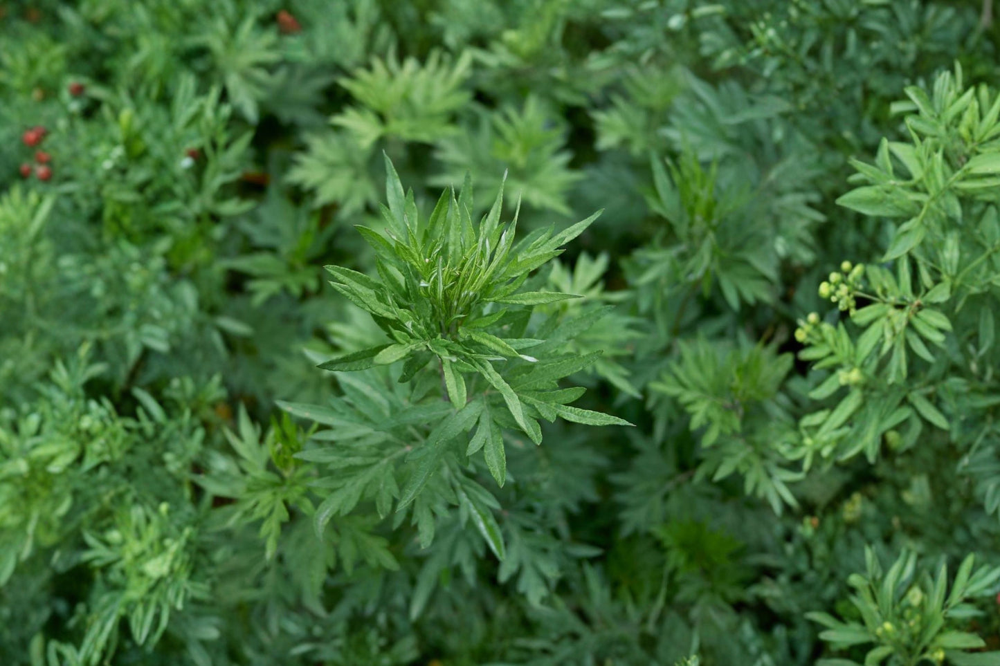 Common Mugwort Live Plant | Artemisia vulgaris | Aromatic Silver Foliage Hardy Perennial Herb