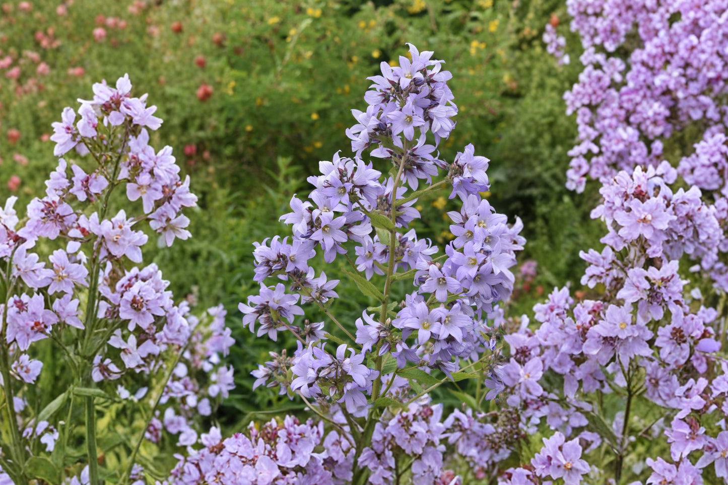 Pritchard's Variety Bellflower Live Plant | Campanula 'Pritchard's Variety' | Purple Hardy Perennial Pollinator