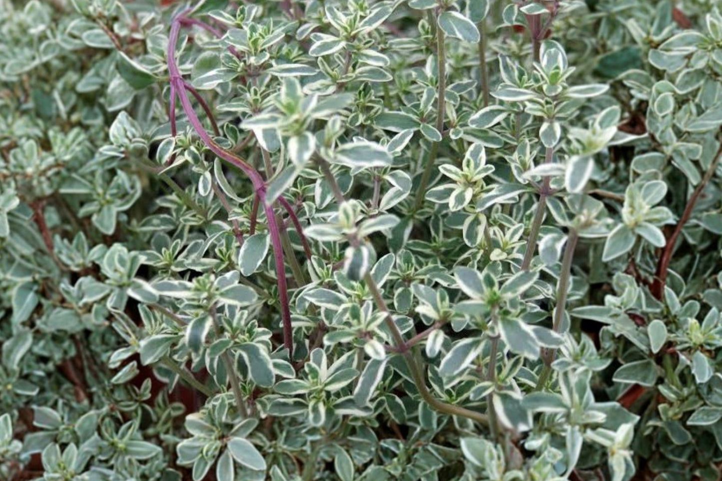 Silver Edged Thyme Live Plant | Thymus vulgaris 'Silver Posie' | Variegated Culinary Herb Perennial Starter Plant