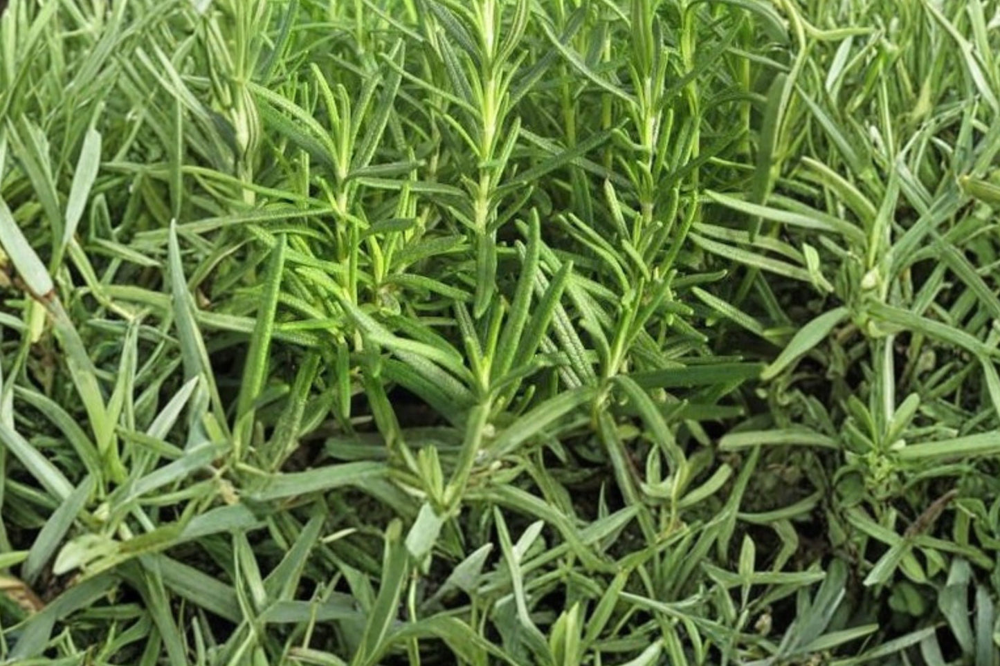 Shady Acres Rosemary Live Plant | Salvia rosmarinus 'Shady Acres' | Fragrant Culinary Herb Evergreen Starter Plant