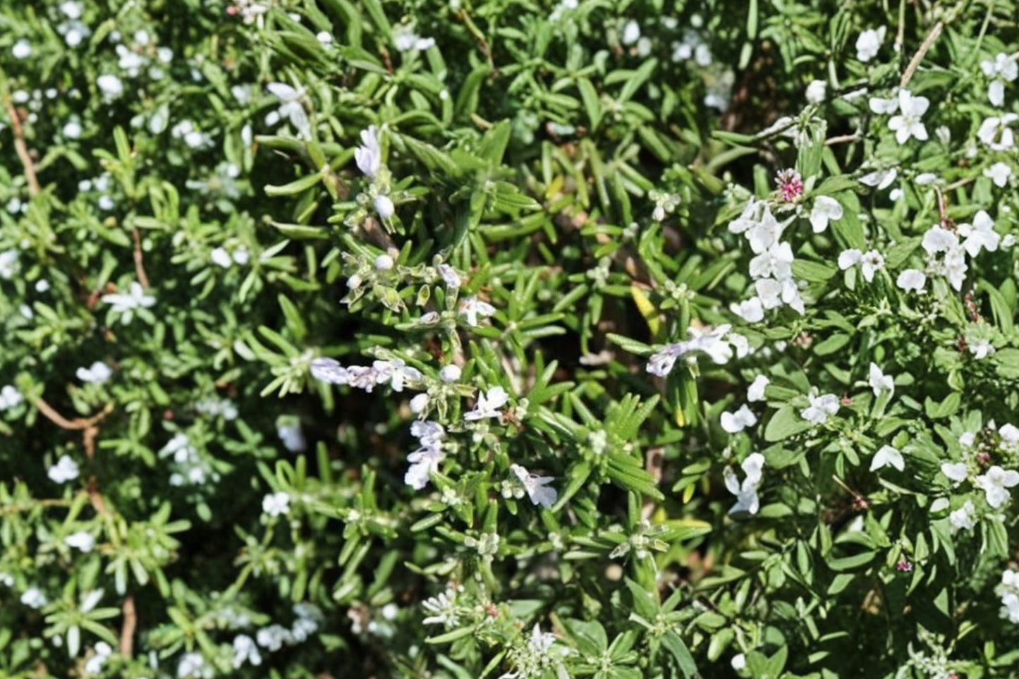 Lockwood de Forest Rosemary Live Plant | Salvia rosmarinus 'Lockwood de Forest' | Fragrant Culinary Evergreen Herb