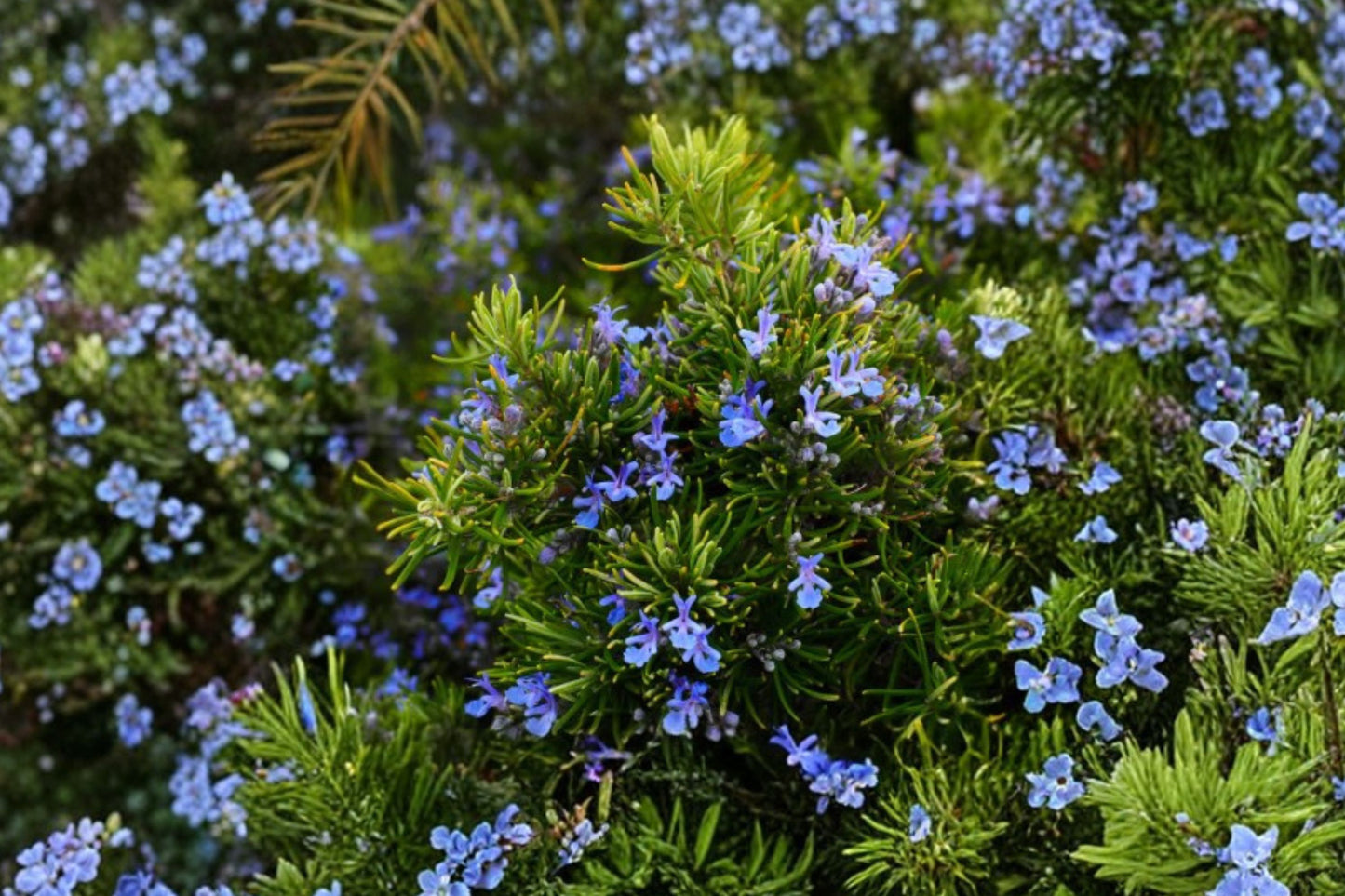 Foresteri Rosemary Live Plant | Salvia rosmarinus 'Foresteri' | Dark Green Culinary Herb Blue Flowers Starter Plant