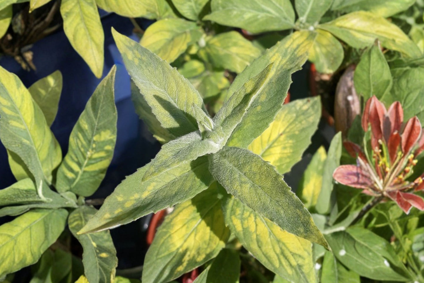 Emerald & Gold Mint Live Plant | Mentha 'Emerald and Gold' | Variegated Culinary Herb Starter Plant for Tea & Cooking