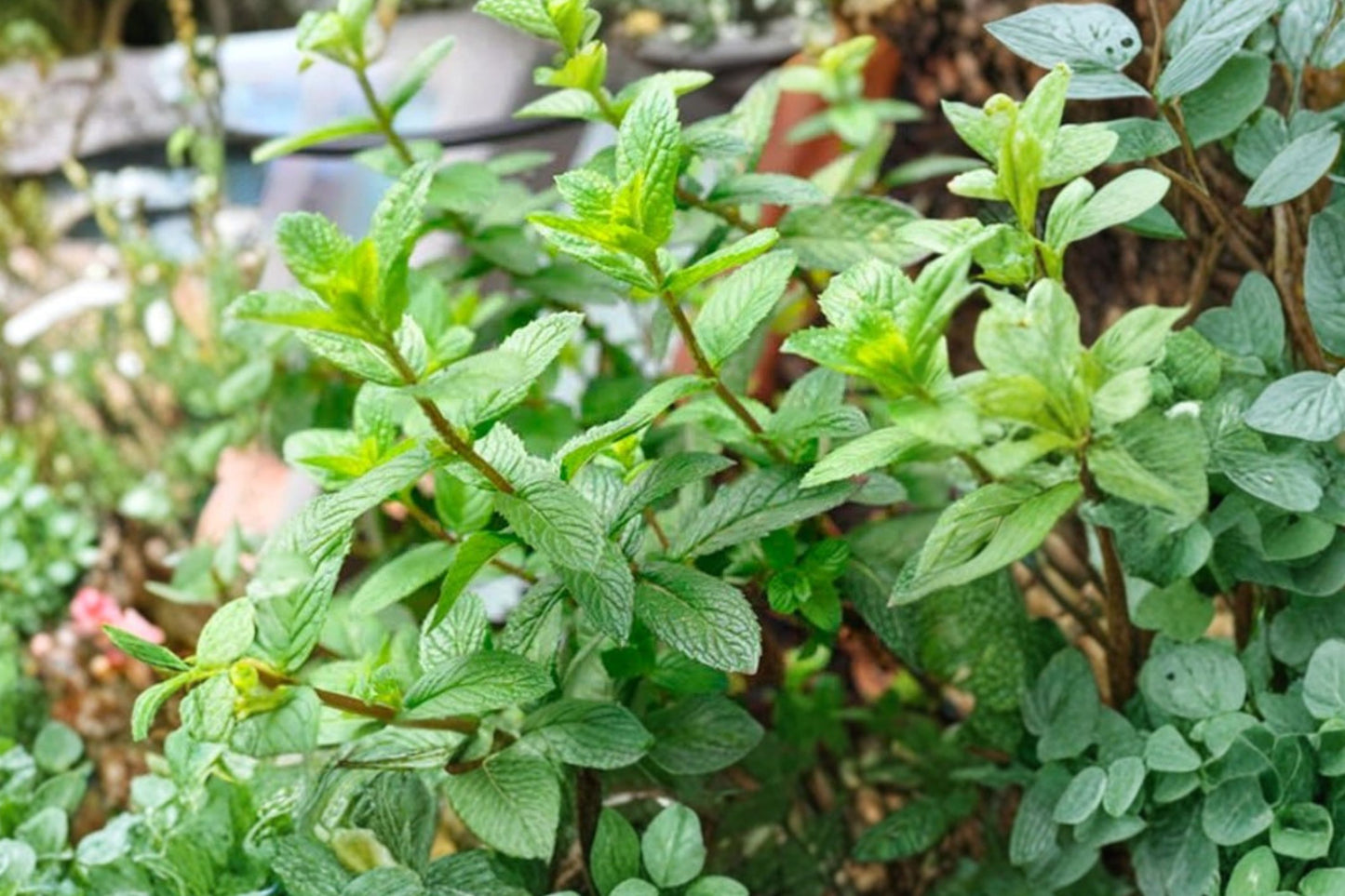 Mint Julep Spearmint Live Plant | Mentha spicata | Fragrant Culinary Herb Starter Plant for Tea & Cocktails