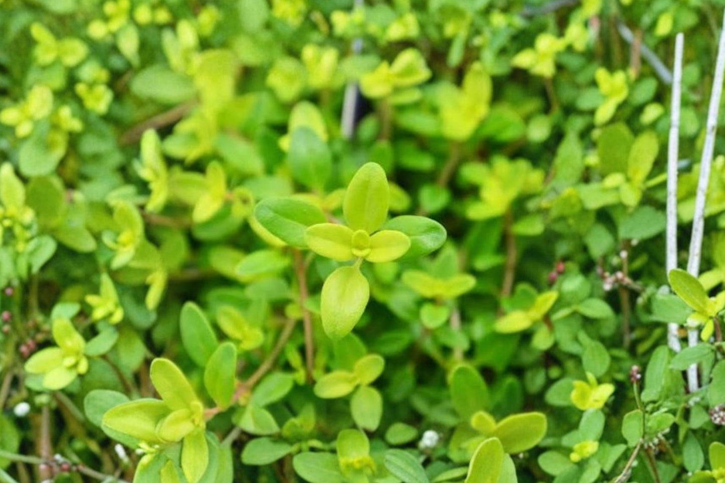 Transparent Yellow Thyme Live Plant | Thymus 'Transparent Yellow' | Golden Variegated Culinary Herb Starter Plant
