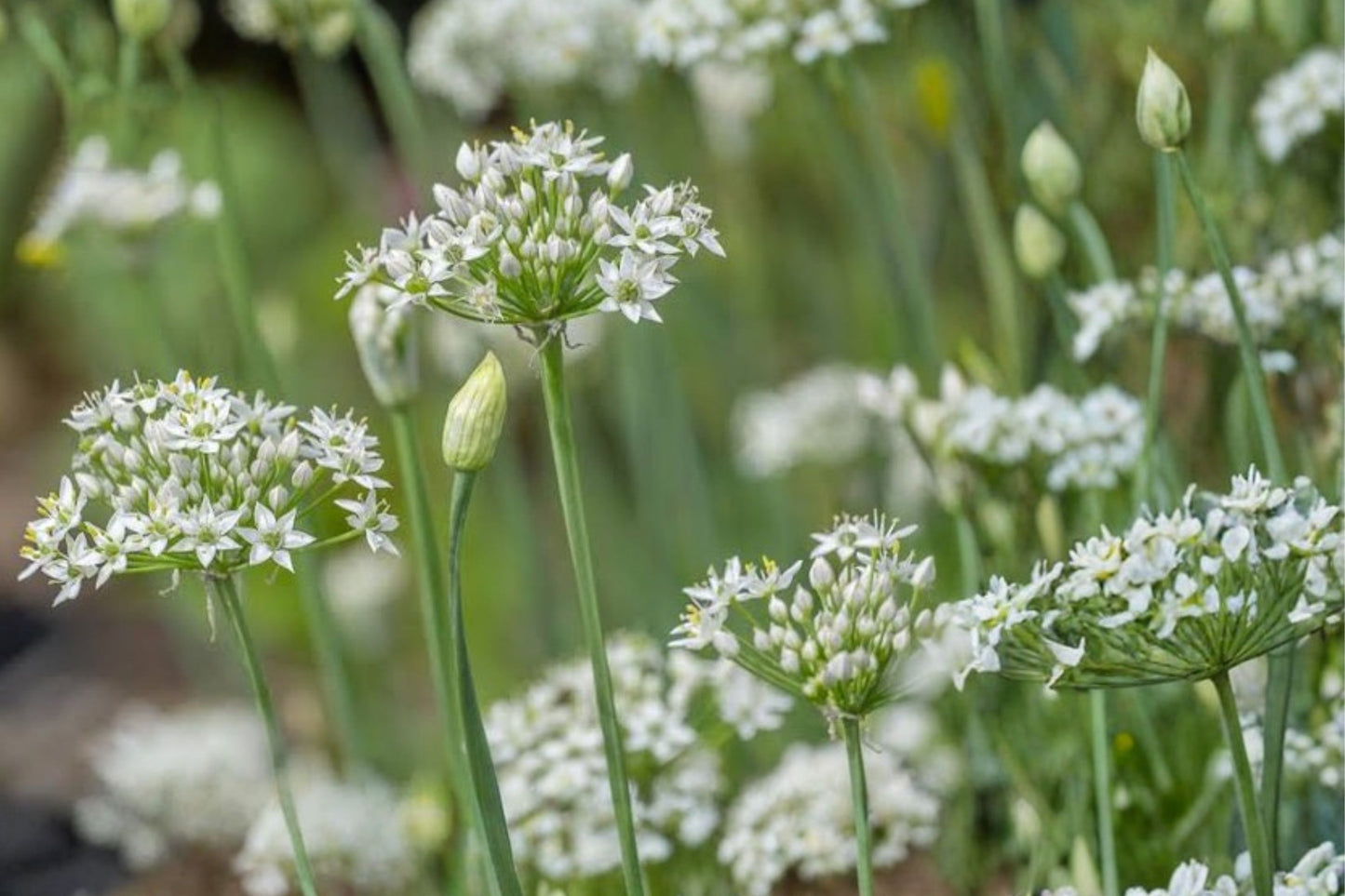 Chinese Broadleaf Chives Live Plant | Allium tuberosum | Garlic Chives Culinary Herb Starter Plant