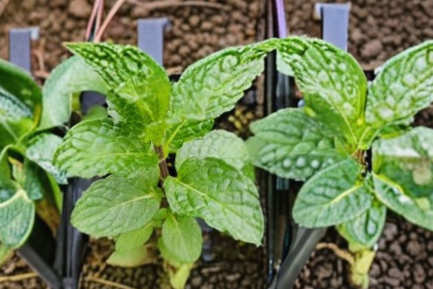 Marley Mint Live Plant | Mentha | Fragrant Culinary Herb Starter Plant for Tea, Cocktails & Cooking