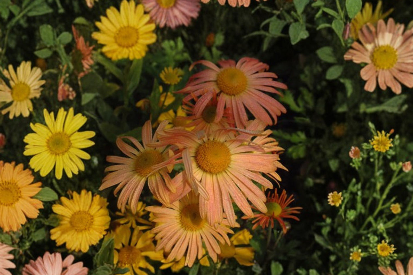 Mary Stoker Chrysanthemum Live Plant | Chrysanthemum 'Mary Stoker' | Apricot Hardy Garden Mum Pollinator Perennial