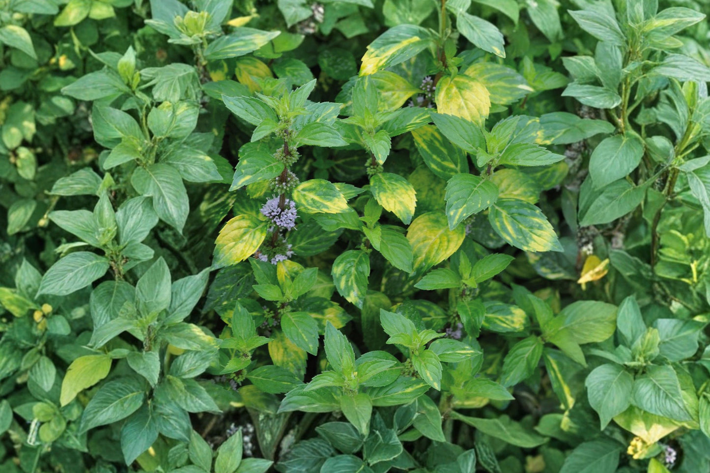 Double Mint Live Plant | Mentha × gracilis | Ginger Mint Fragrant Culinary Herb Starter Plant
