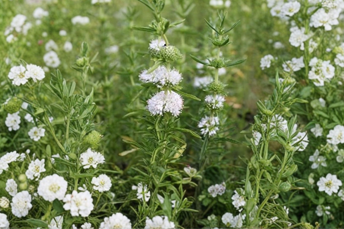 Alba Hart's Pennyroyal Live Plant | Mentha cervina 'Alba' | White Flower Fragrant Culinary Herb Starter Plant
