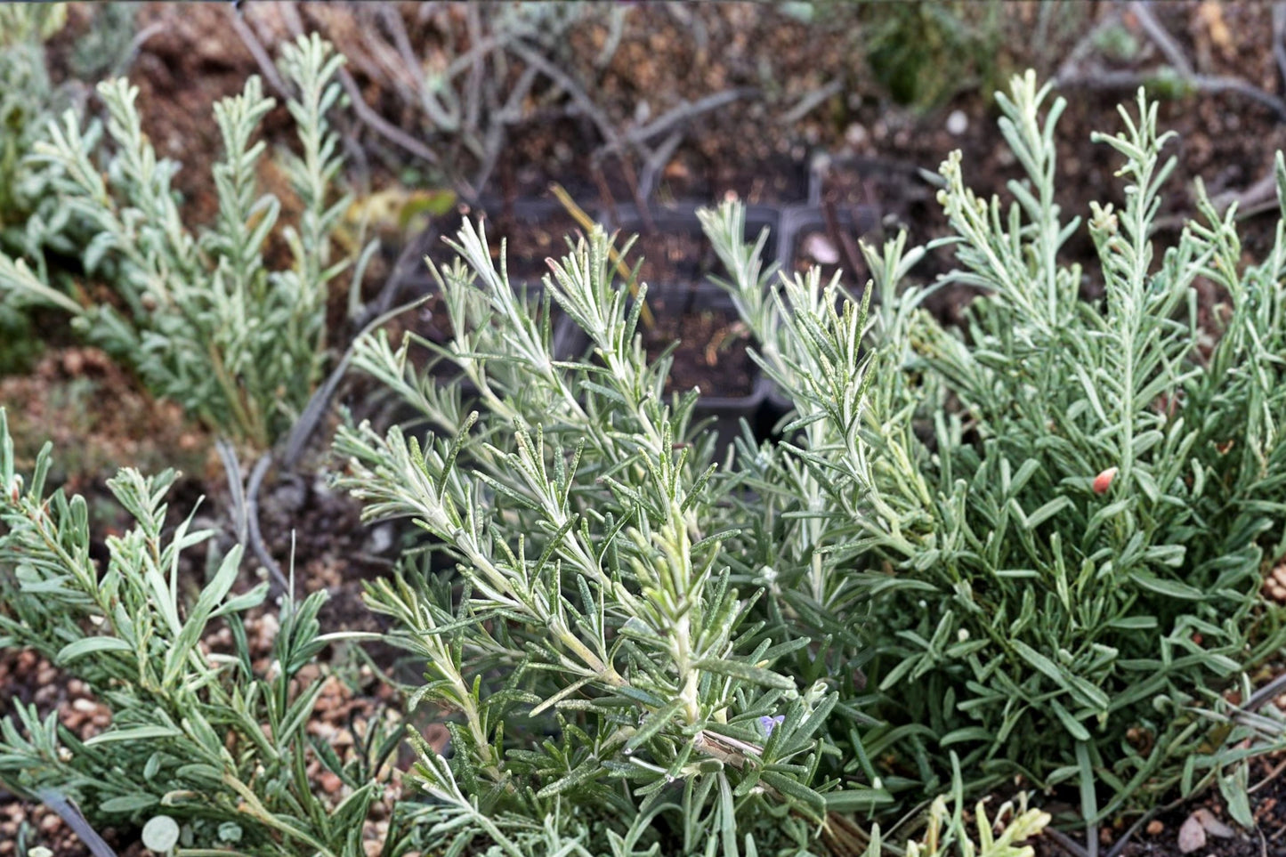Boule Rosemary Live Plant | Salvia rosmarinus 'Boule' | Compact Fragrant Culinary Evergreen Herb Starter Plant