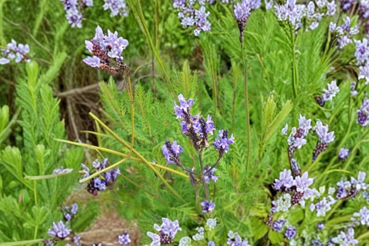 Buchii Lavender Live Plant | Lavandula buchii | Fragrant Purple Flower Evergreen Starter Plant