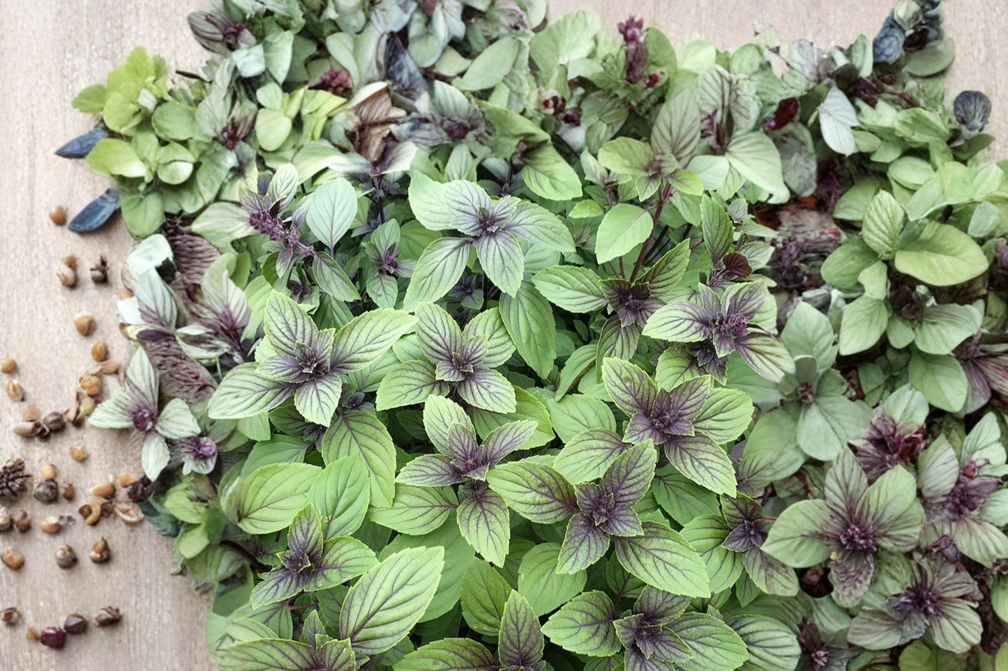 Magic Mountain Basil Live Plant | Ocimum basilicum 'Magic Mountain' | Culinary Herb Pollinator Starter Plant