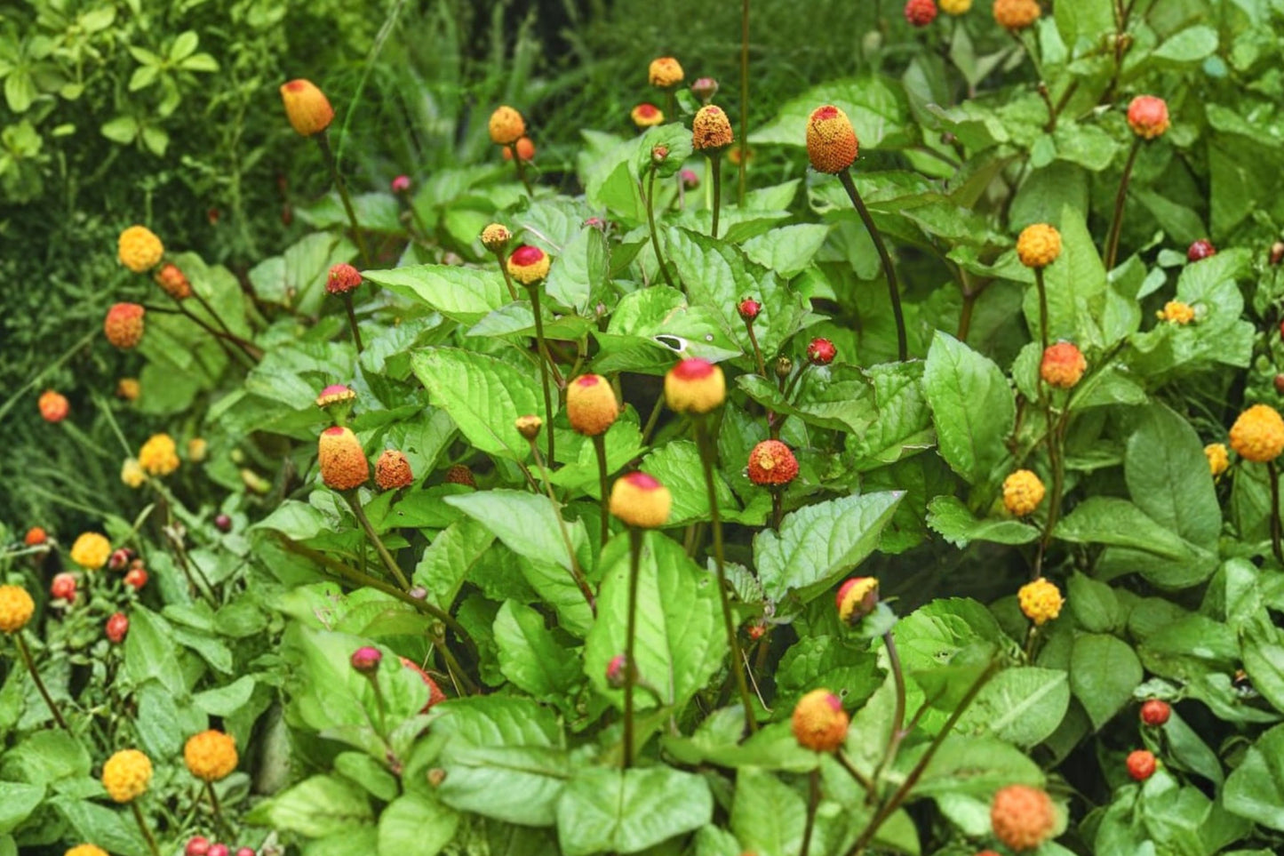 Dark Leaf Toothache Plant Live Plant | Acmella oleracea | Buzz Buttons Pollinator Herb Starter Plant