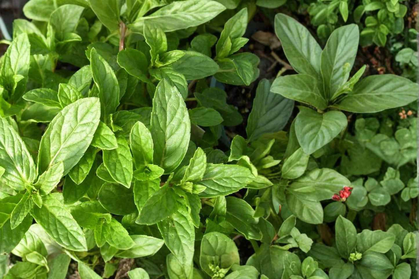 Hazelnut Mint Live Plant | Mentha Hybrid | Fragrant Culinary Herb Starter Plant for Tea, Desserts & Cooking