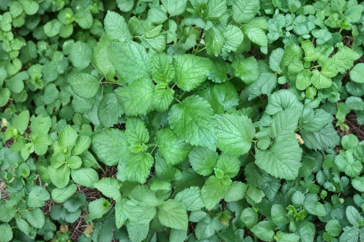 Lemon Balm Live Plant | Melissa officinalis | Fragrant Culinary & Tea Herb Starter Plant for Pollinator Gardens