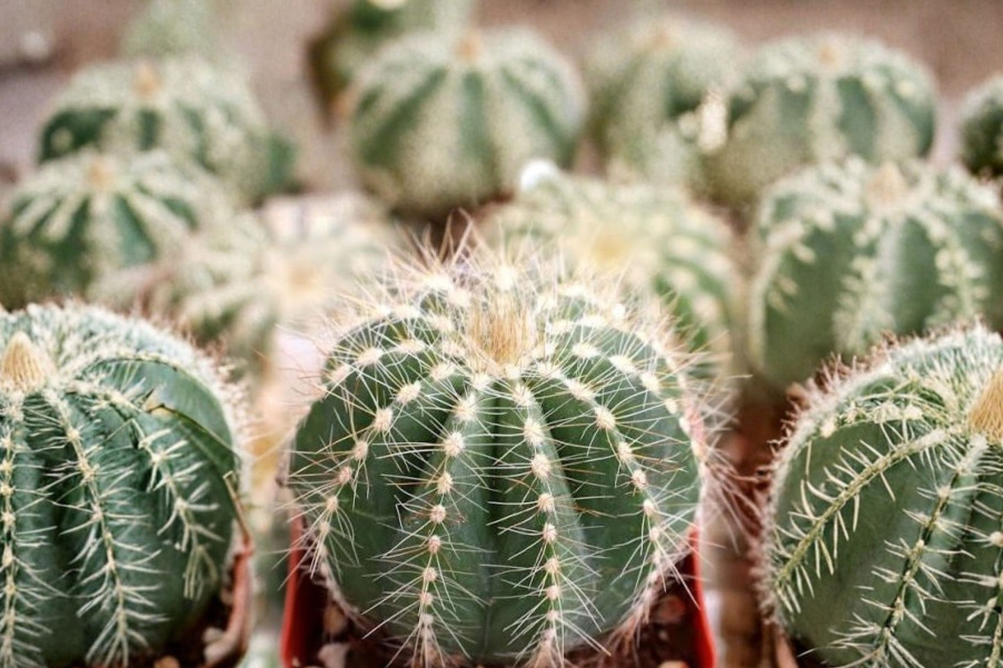 Parodia magnifica Live Cactus | Balloon Cactus Blue Green Succulent | Golden Spine Starter Plant