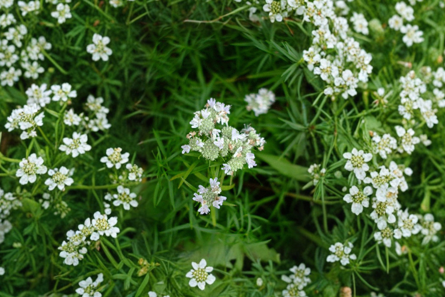 Slender Mountain Mint Live Plant | Pycnanthemum tenuifolium | Native Pollinator Herb Starter Plant