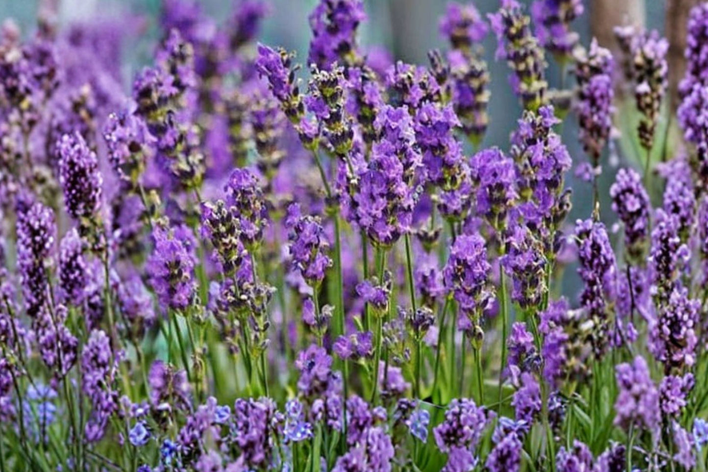 Vera Lavender Live Plant | Lavandula angustifolia 'Vera' | English Lavender Fragrant Herb Starter Plant