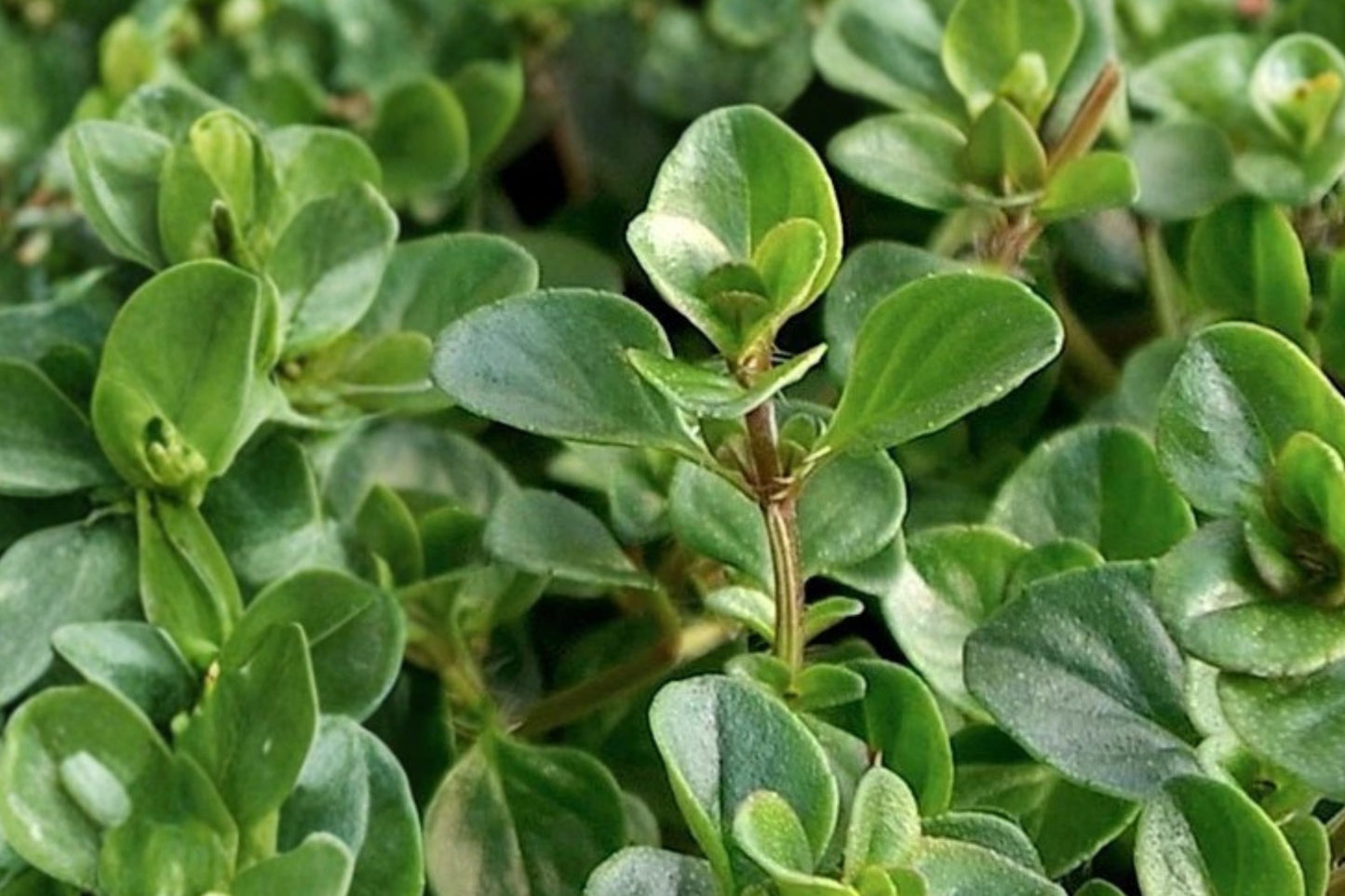 Tabor English Thyme Live Plant | Thymus vulgaris 'Tabor' | Fragrant Culinary Herb Starter Plant